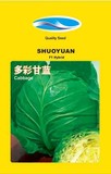 多彩－甘蓝